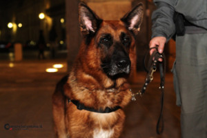 CRONACA_finanza cinofili foto cas 035